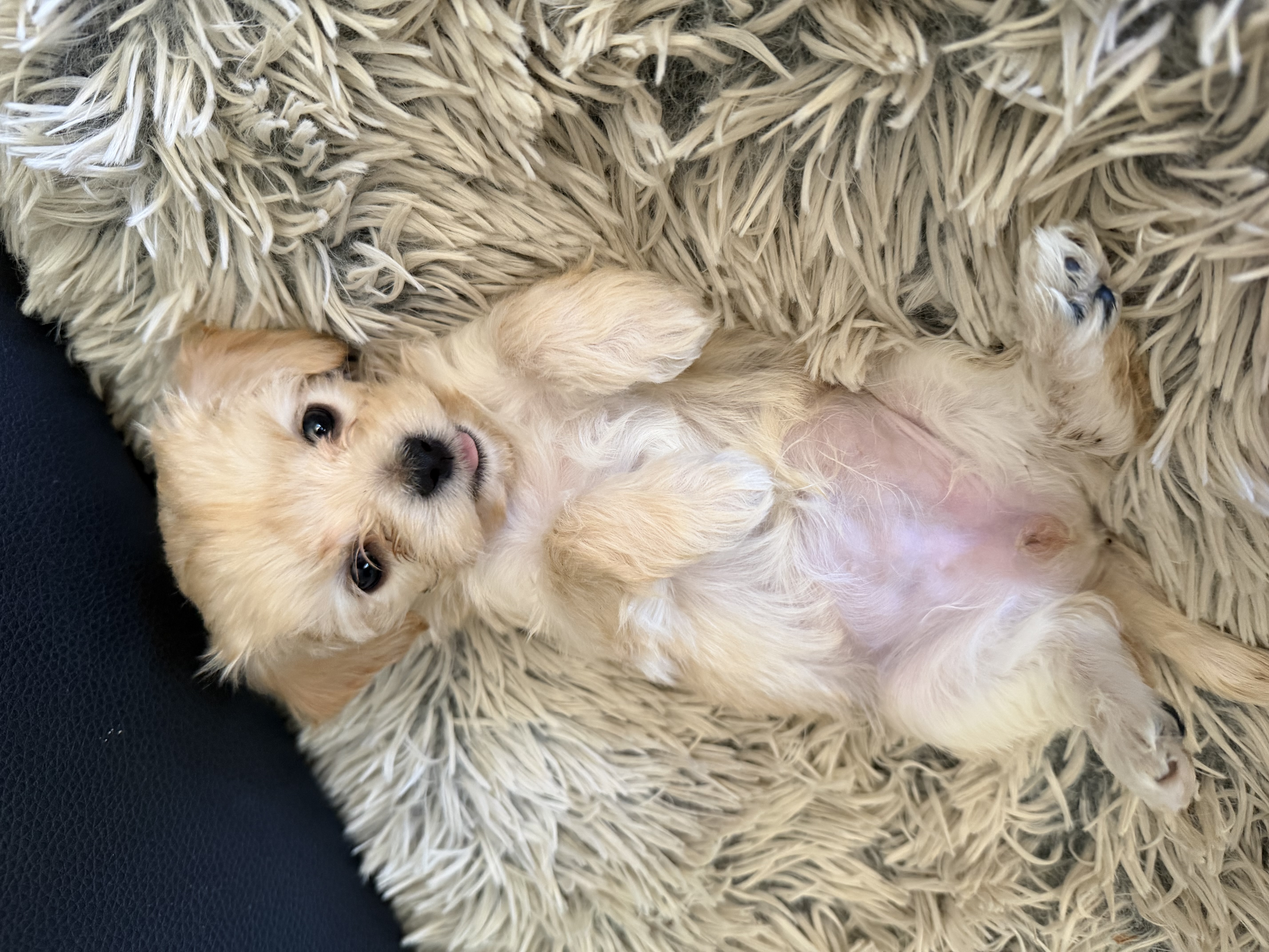 Maltese x Cavoodle puppies.