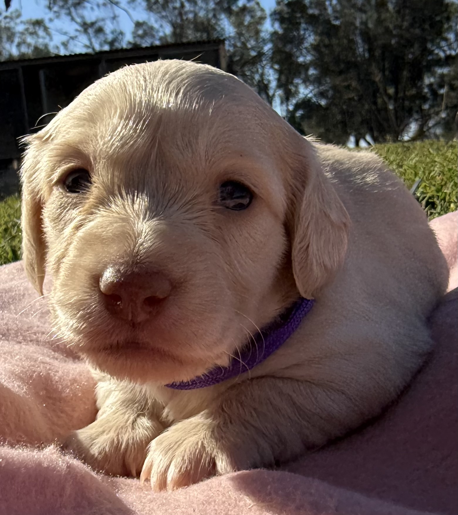 Choc Based Clear Cream Longhair Mini Dachshunds — photo 5
