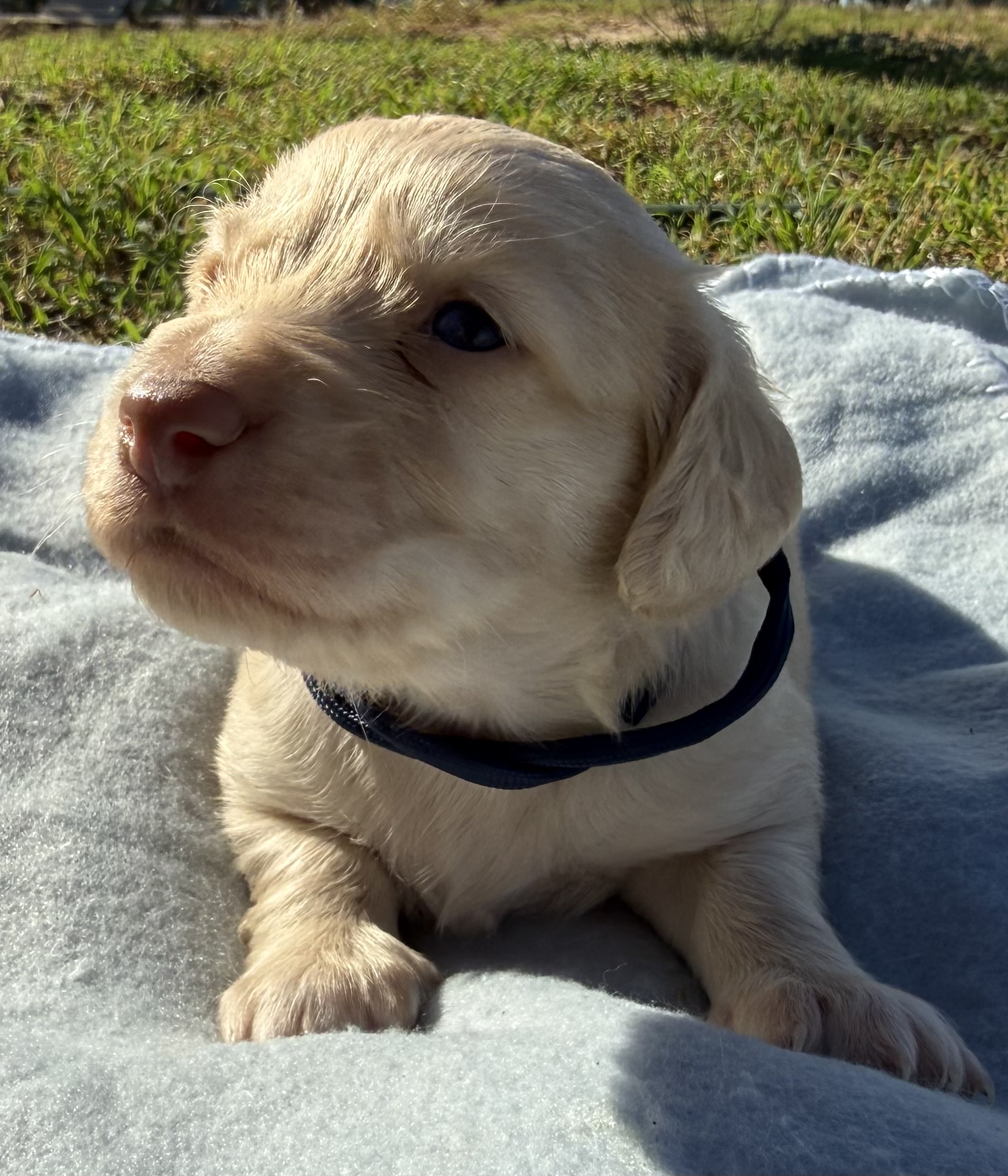Choc Based Clear Cream Longhair Mini Dachshunds — photo 4