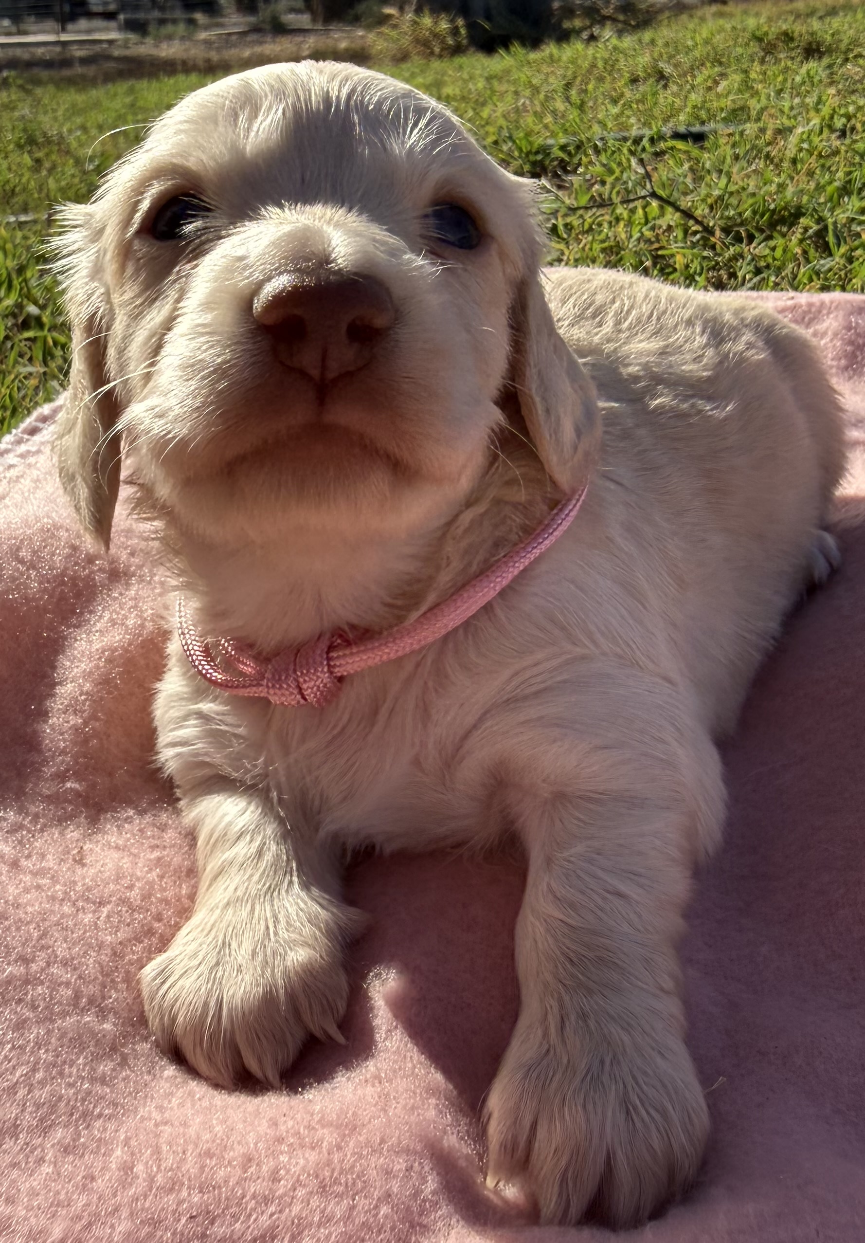 Choc Based Clear Cream Longhair Mini Dachshunds — photo 7