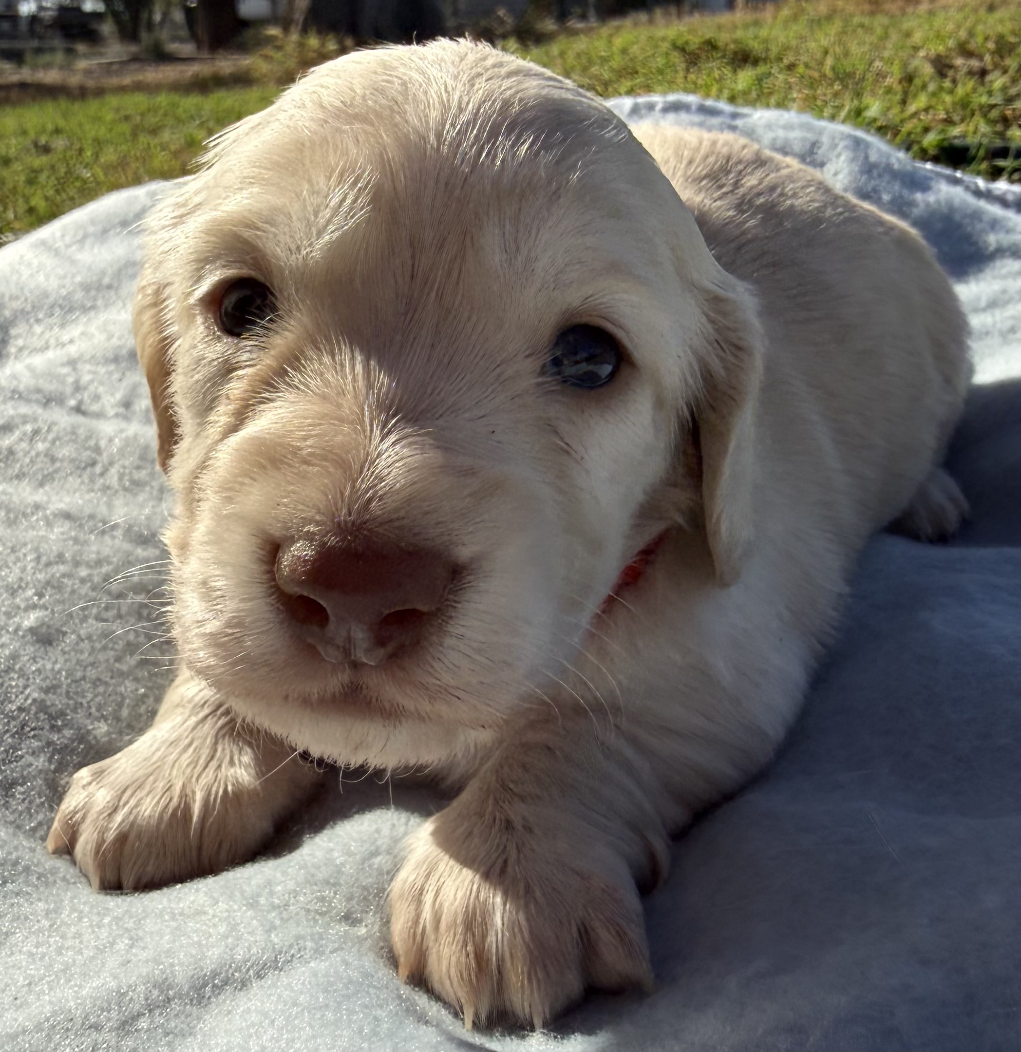 Choc Based Clear Cream Longhair Mini Dachshunds — photo 6