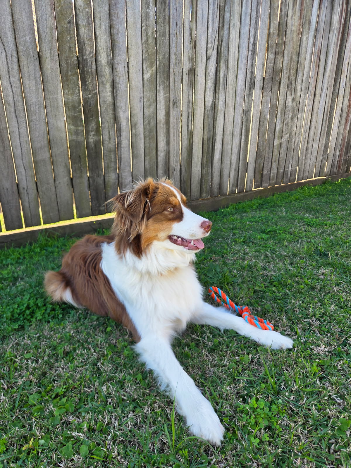 Red Tri Male Stud — photo 2
