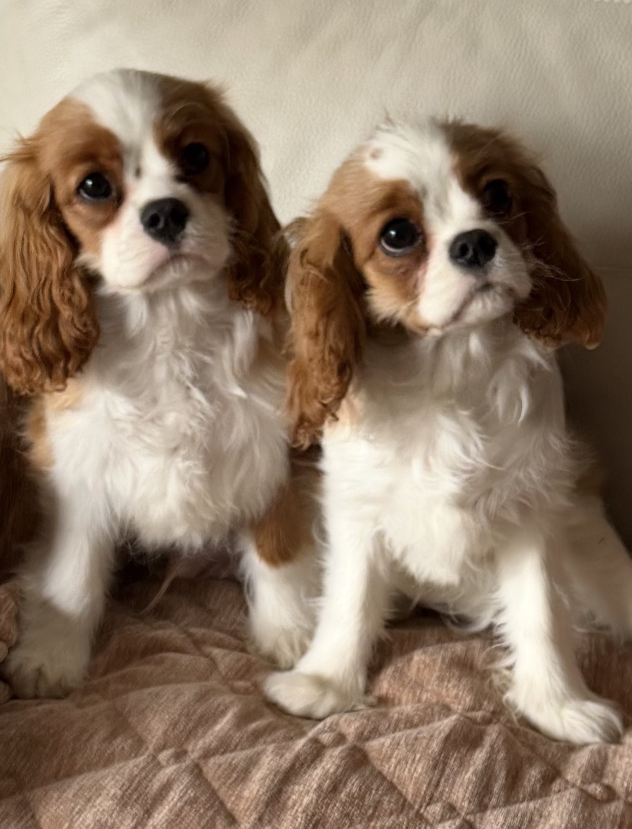Gembelina cavaliers ANkC registered — photo 1