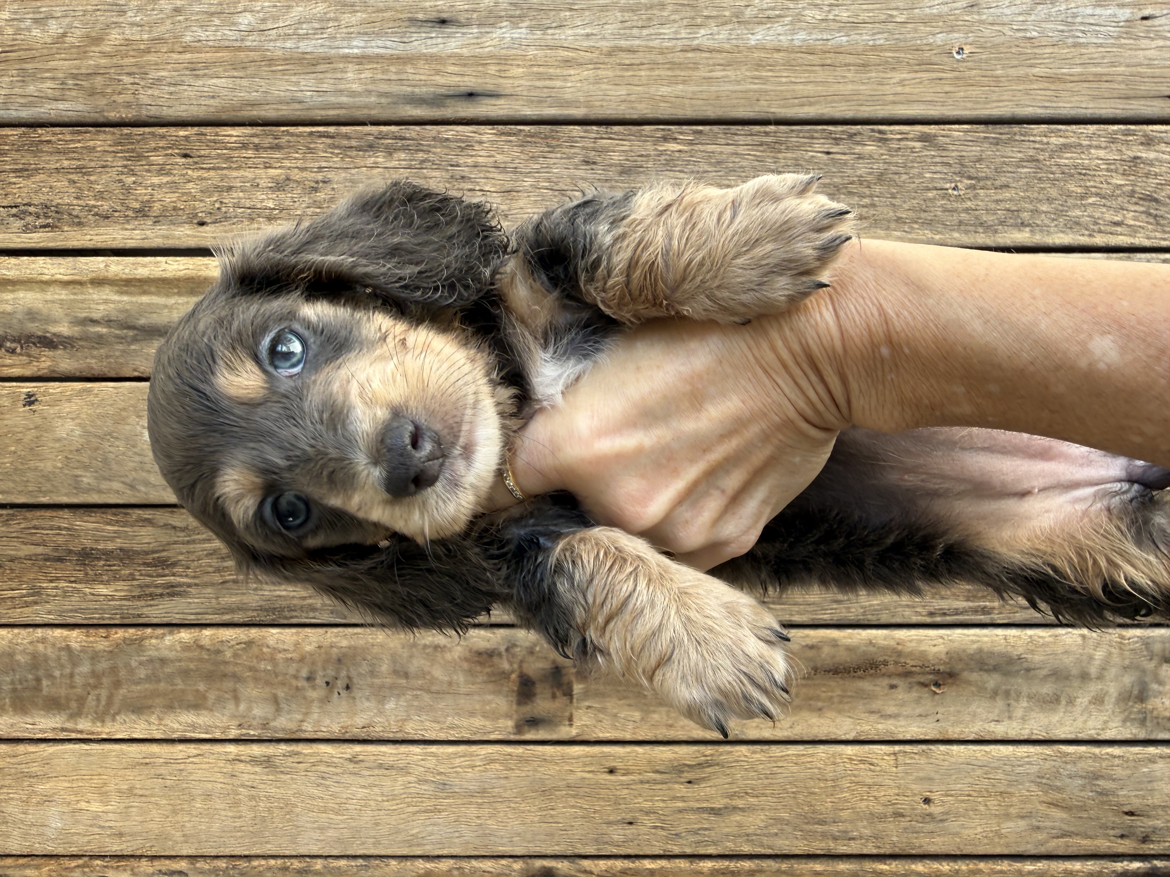 Cream long hair miniature dachshunds Ready — photo 2