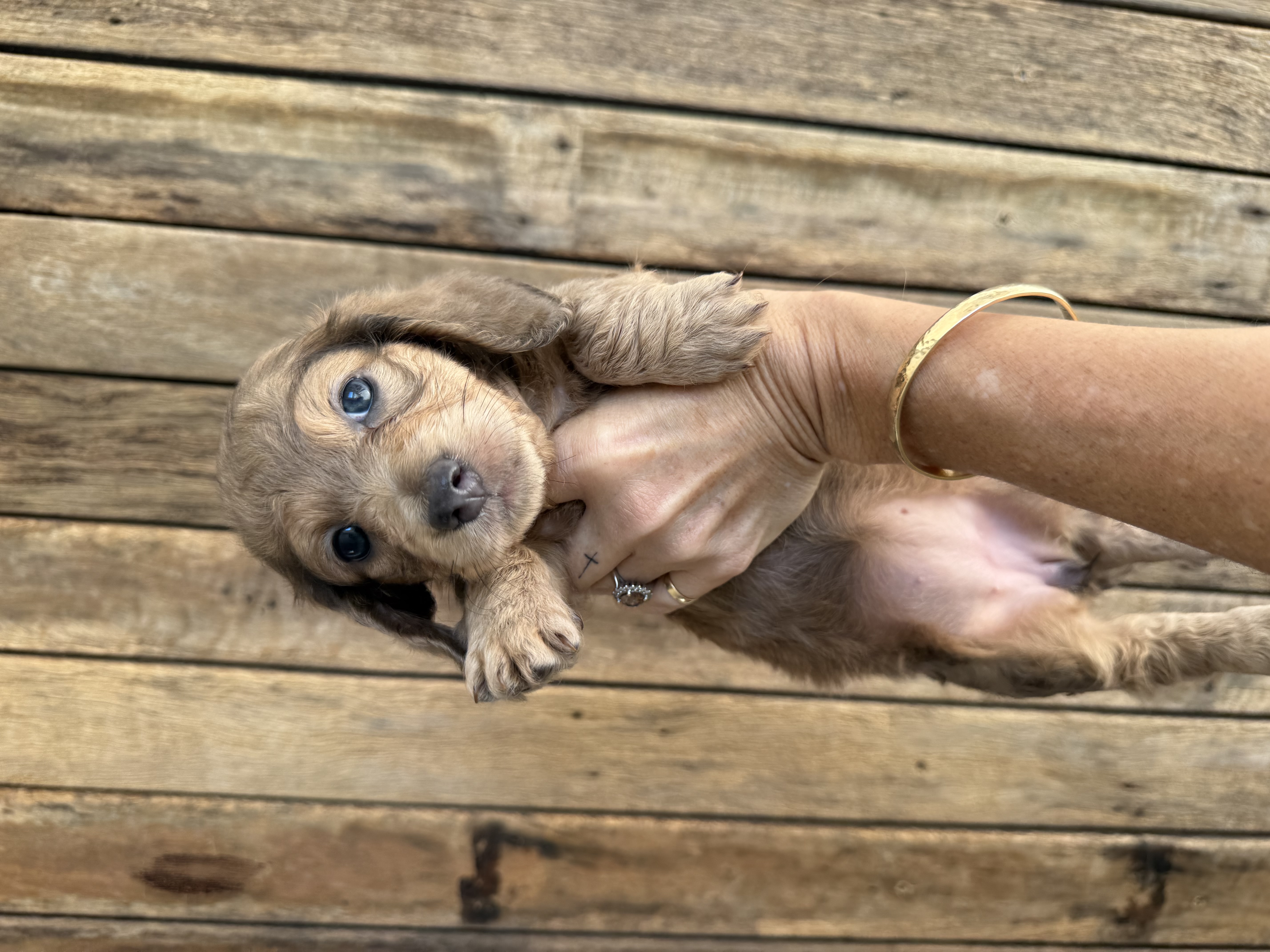 Cream long hair miniature dachshunds Ready — photo 1
