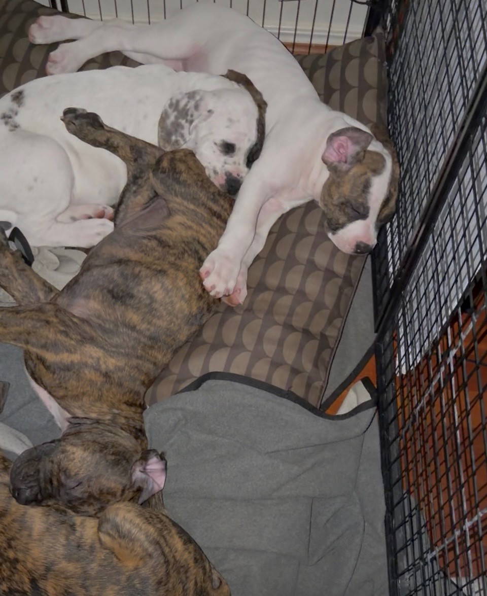 Puppies - Large Breed — photo 1