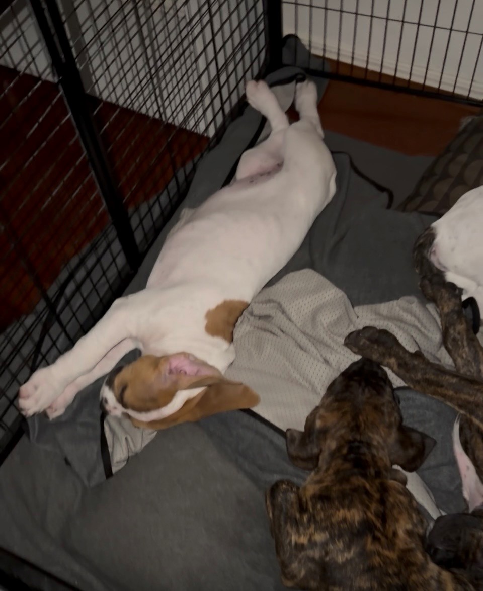 Puppies - Large Breed — photo 3