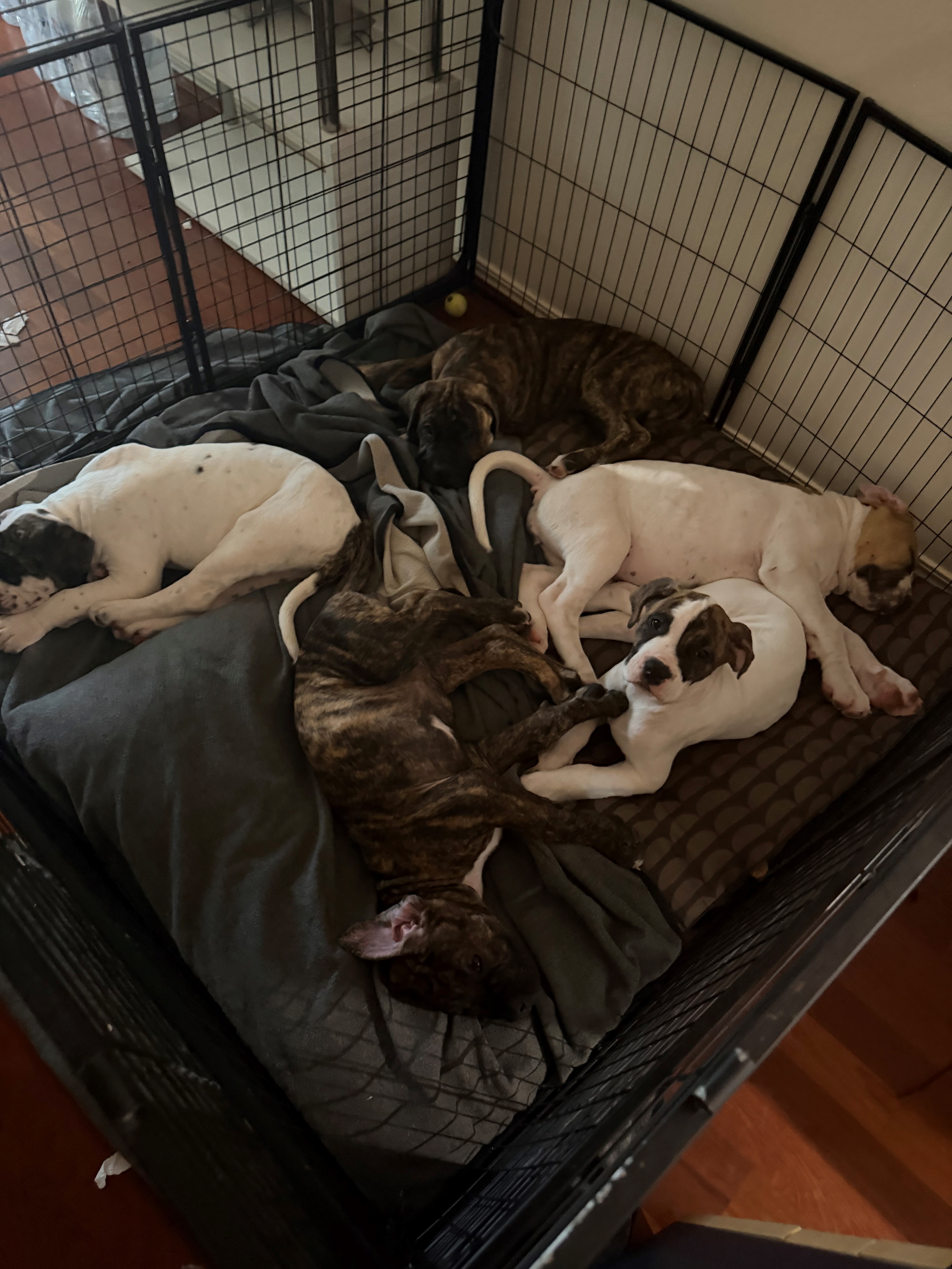Puppies - Large Breed — photo 4