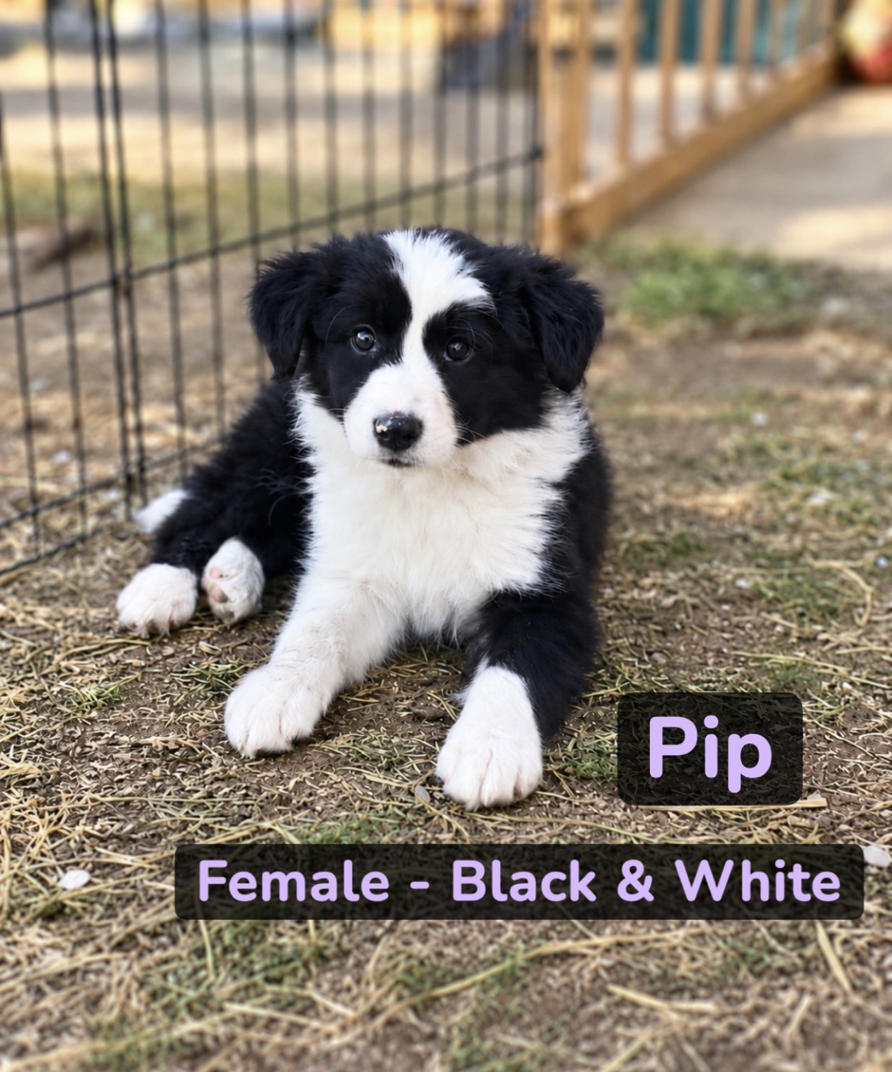Puppy 3