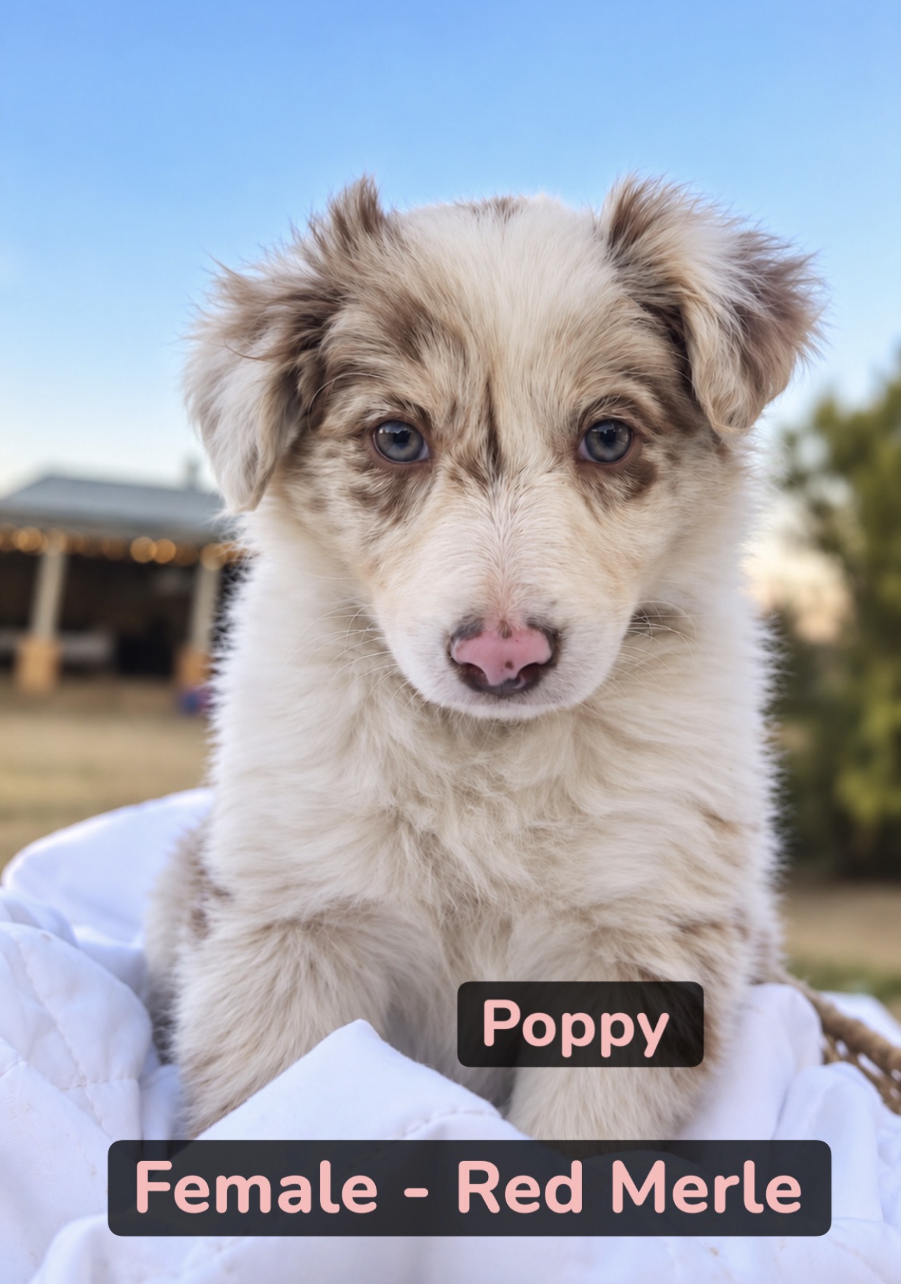 Puppy 4