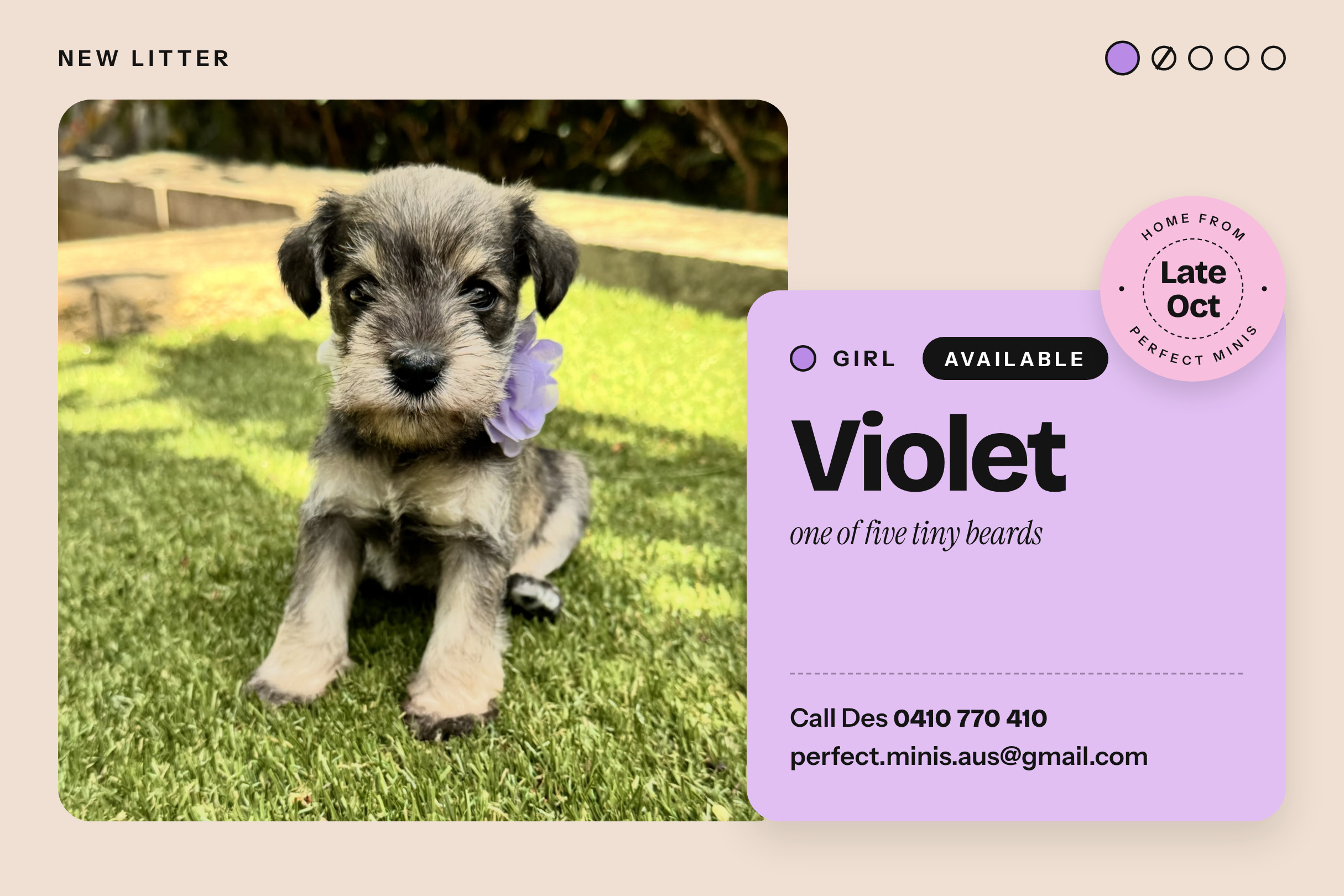 Puppy 1
