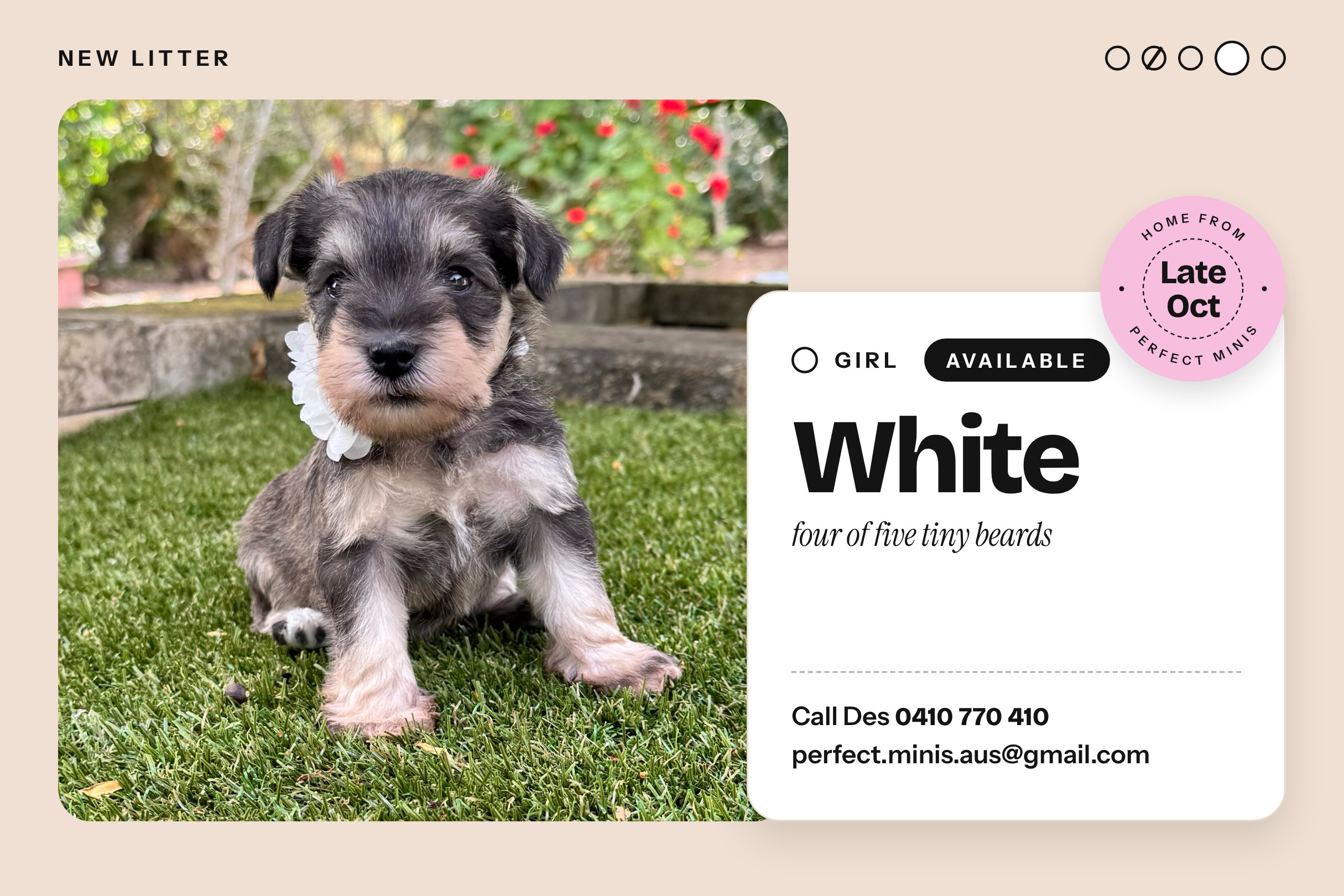 Puppy 4
