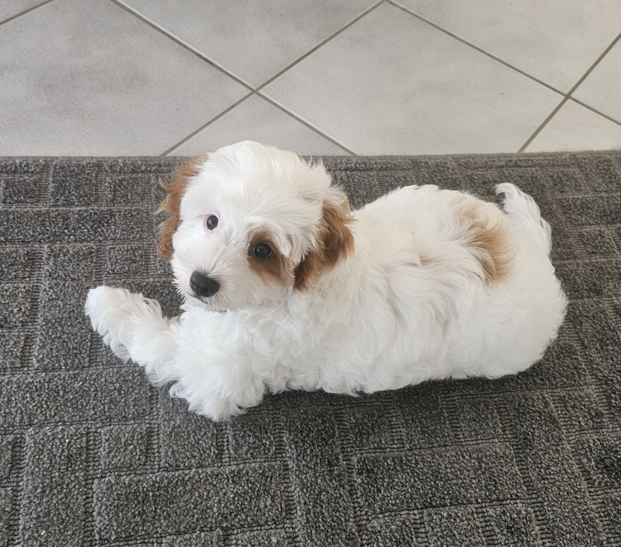 Cute Cavoodle — photo 1