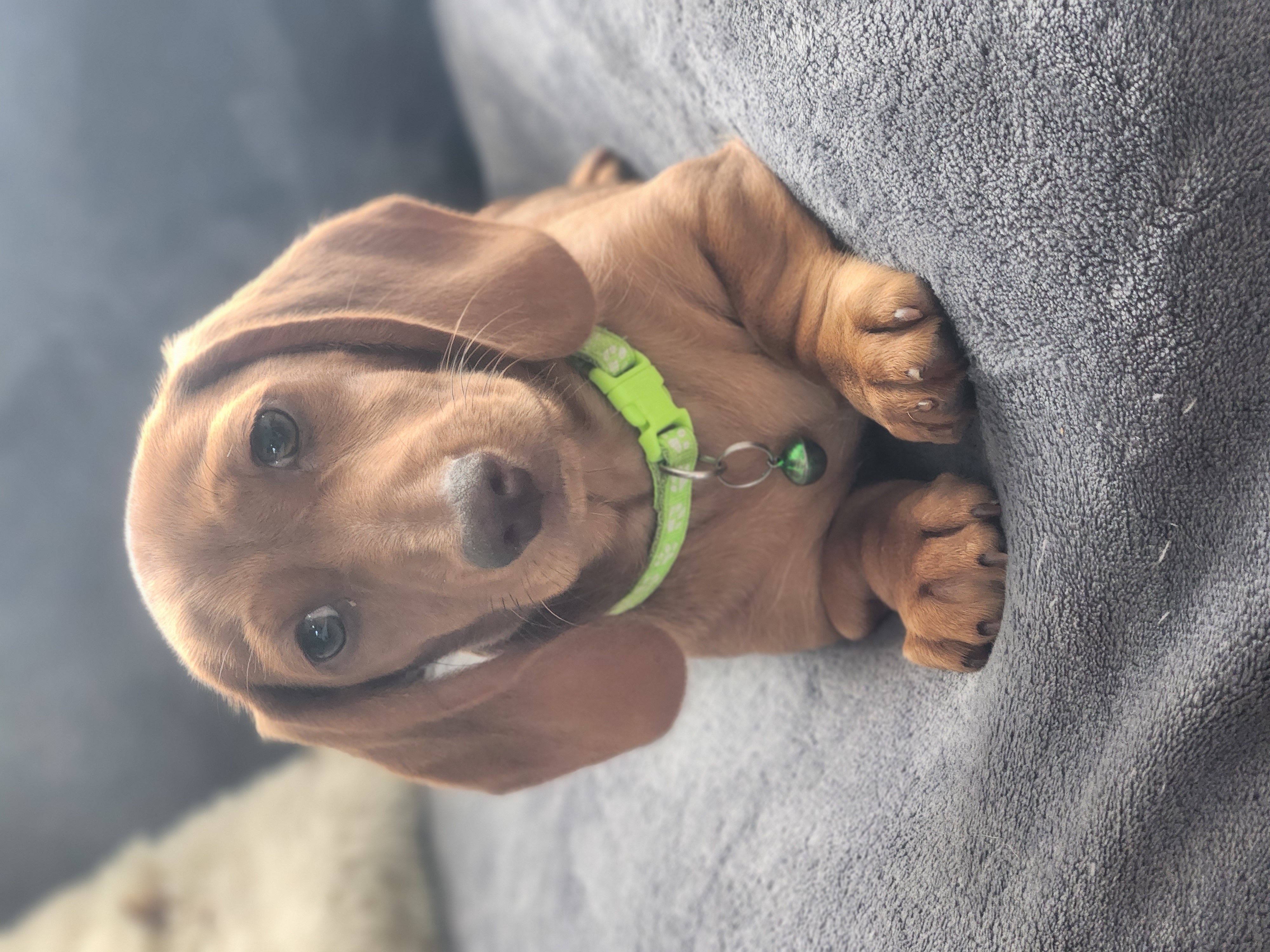 Miniture Dachshund Puppies