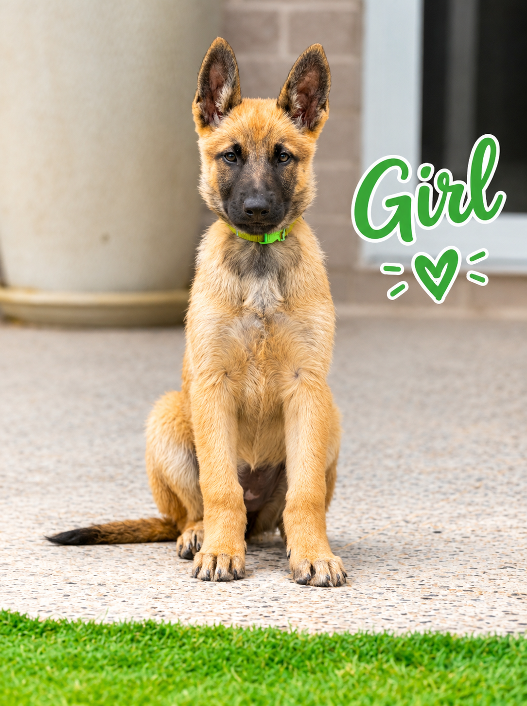 Belgian Shepard — photo 3