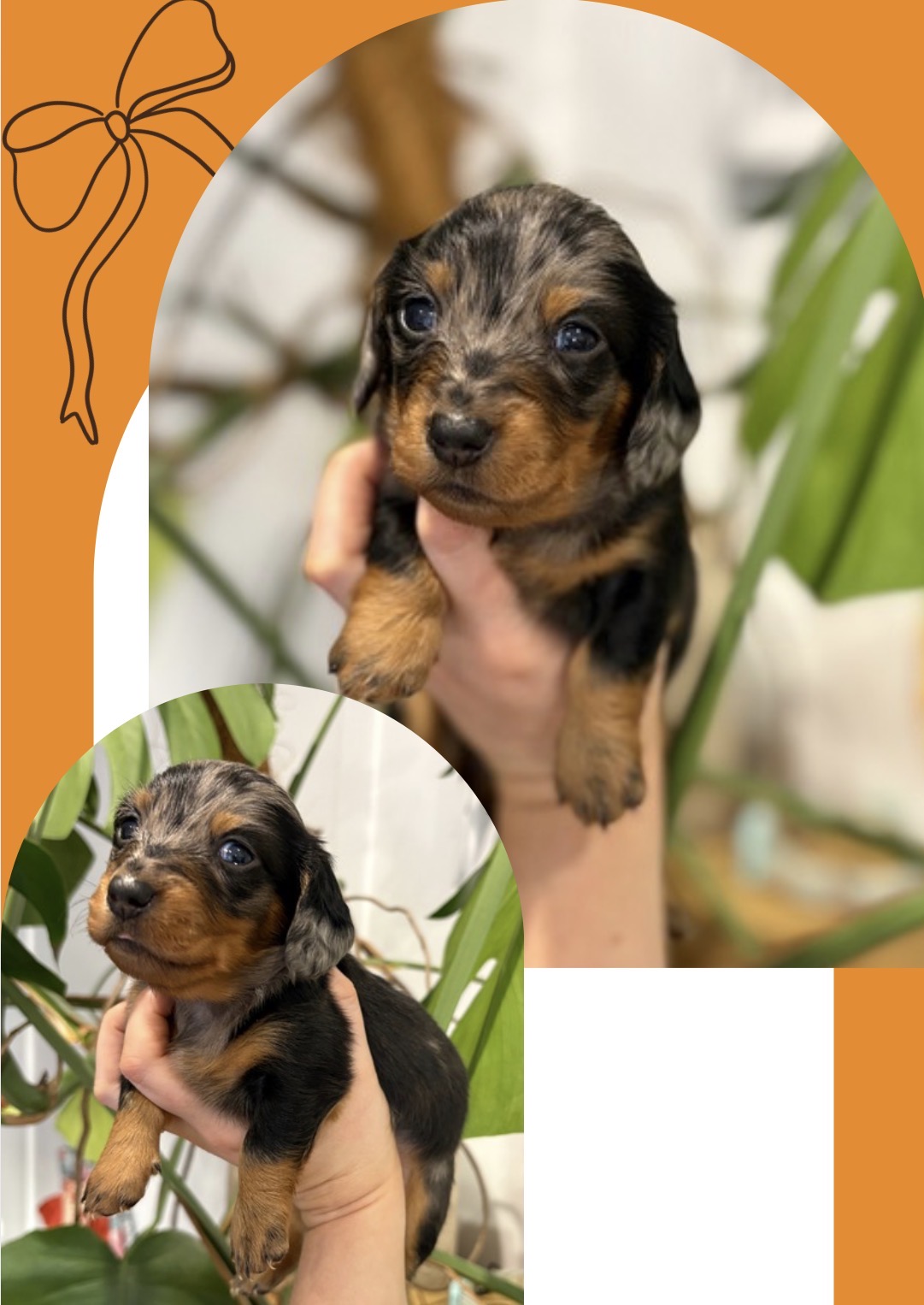 Miniature Long Hair Dachshund Puppies — photo 5