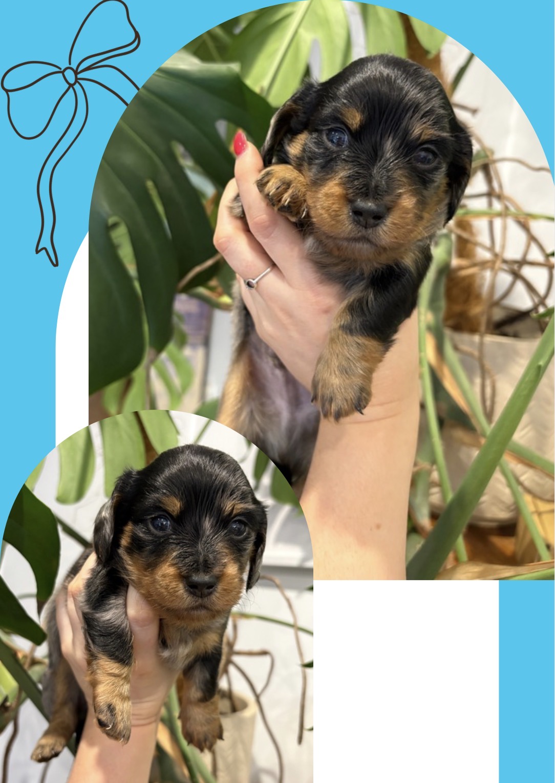 Miniature Long Hair Dachshund Puppies — photo 4