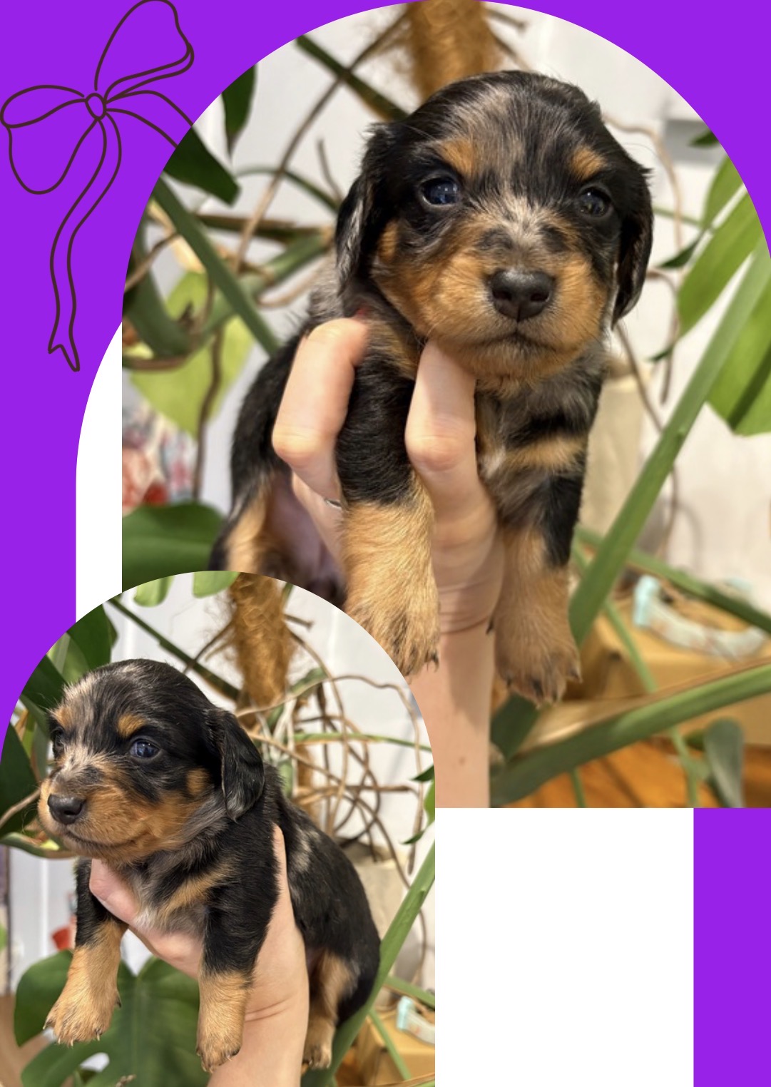 Miniature Long Hair Dachshund Puppies — photo 3