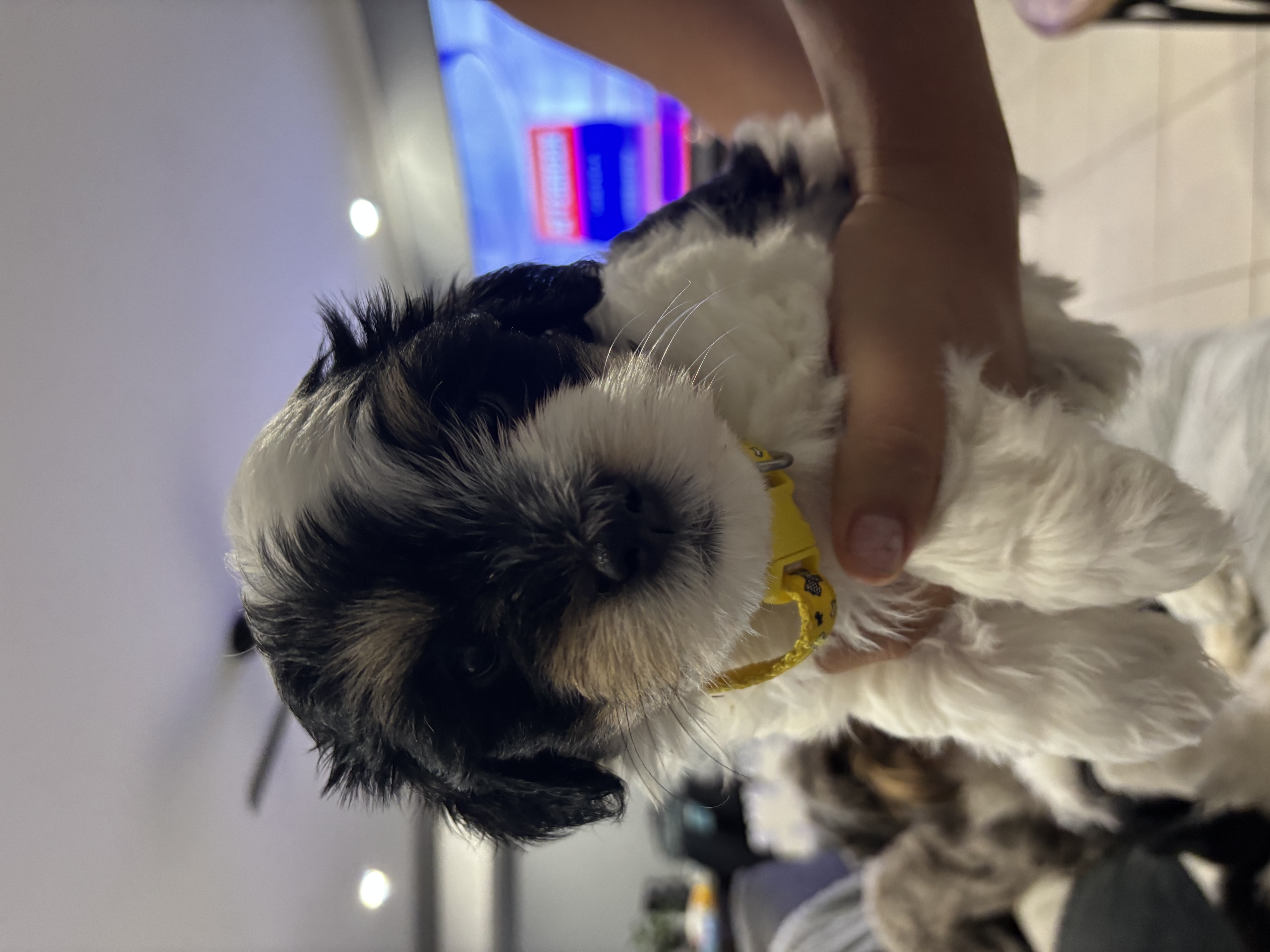 Havanese Puppies — photo 2