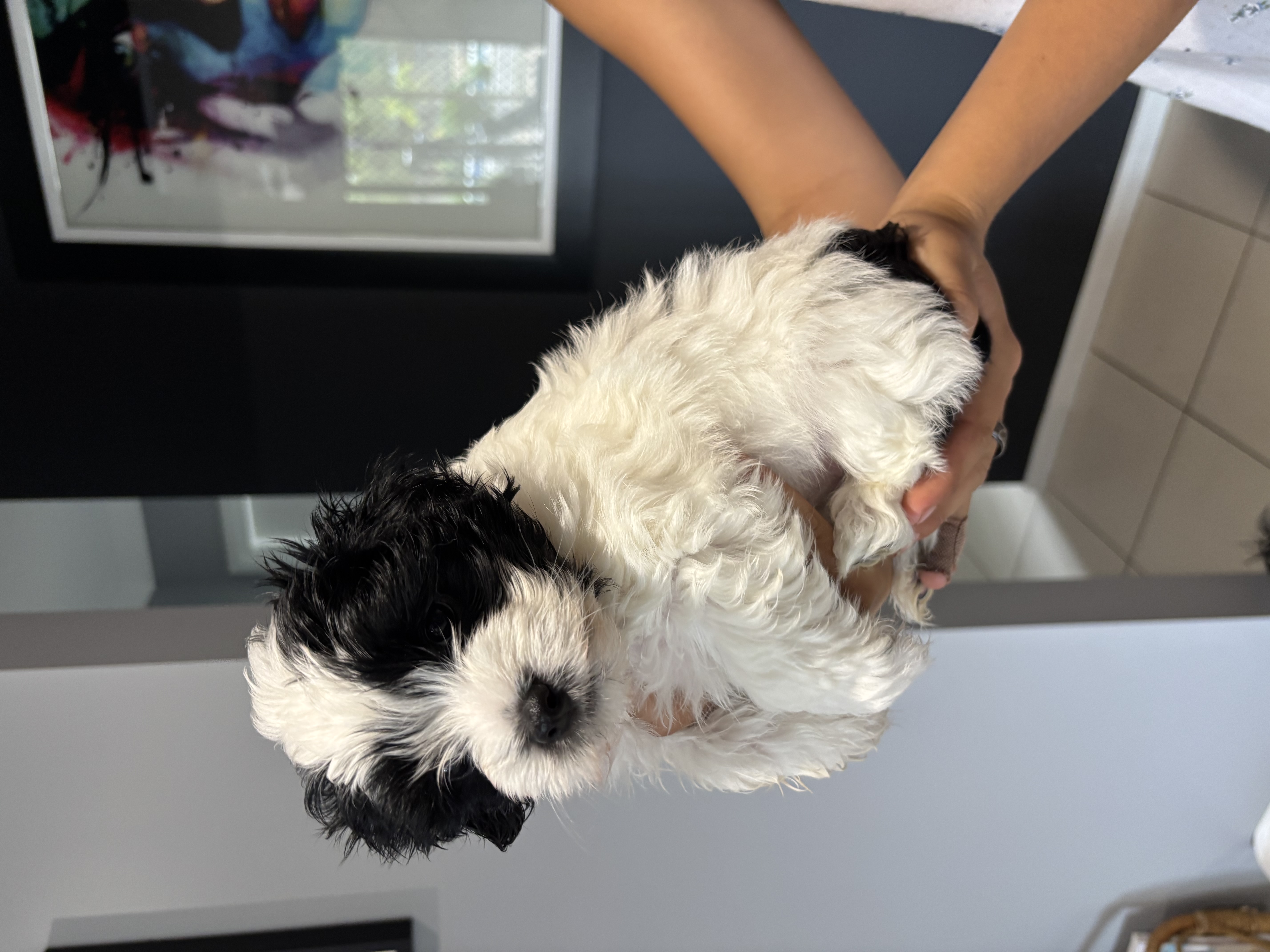 Havanese Puppies — photo 3