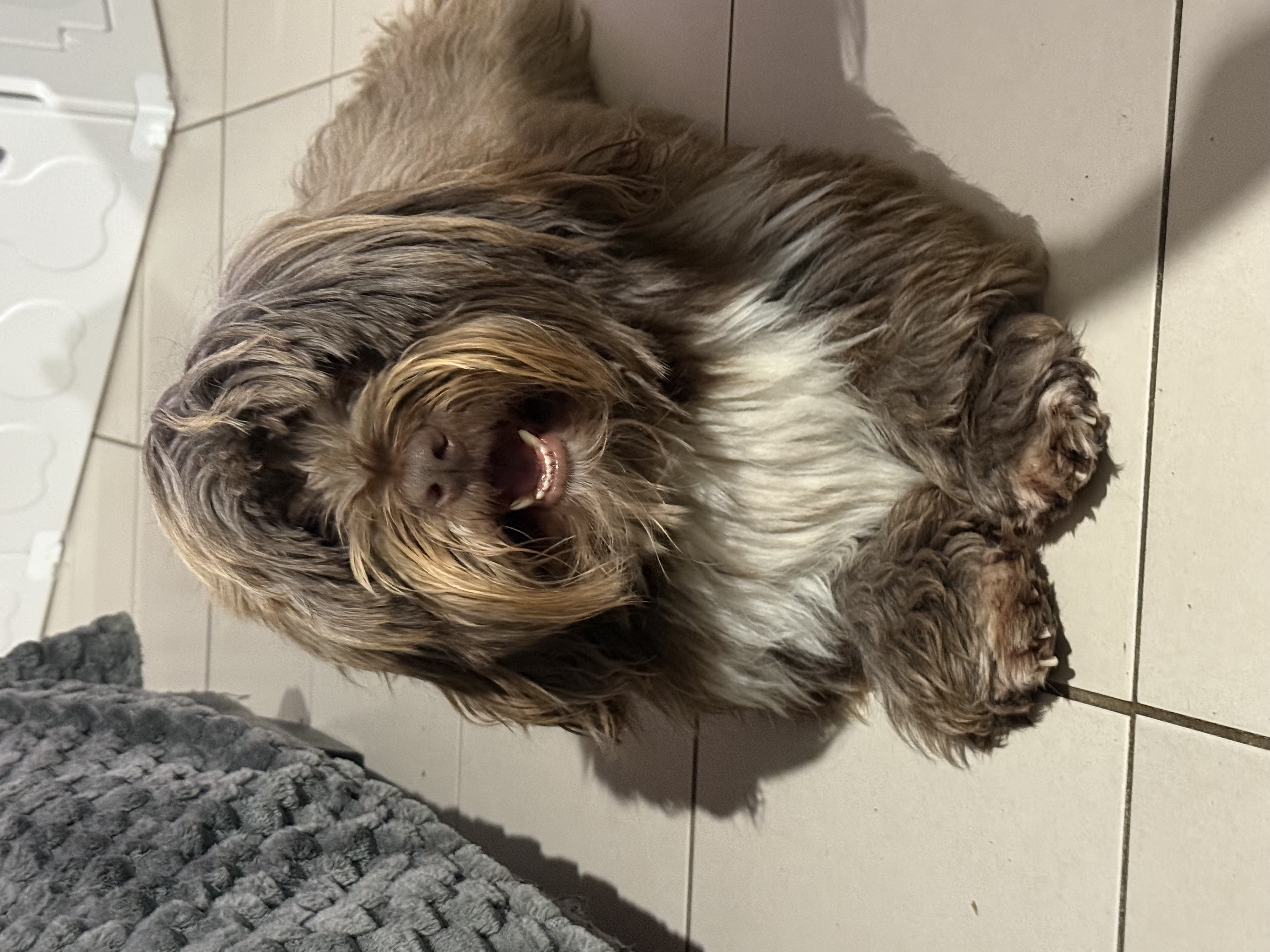 Father — Chewbacca - Chewie for short — photo 3 of 4