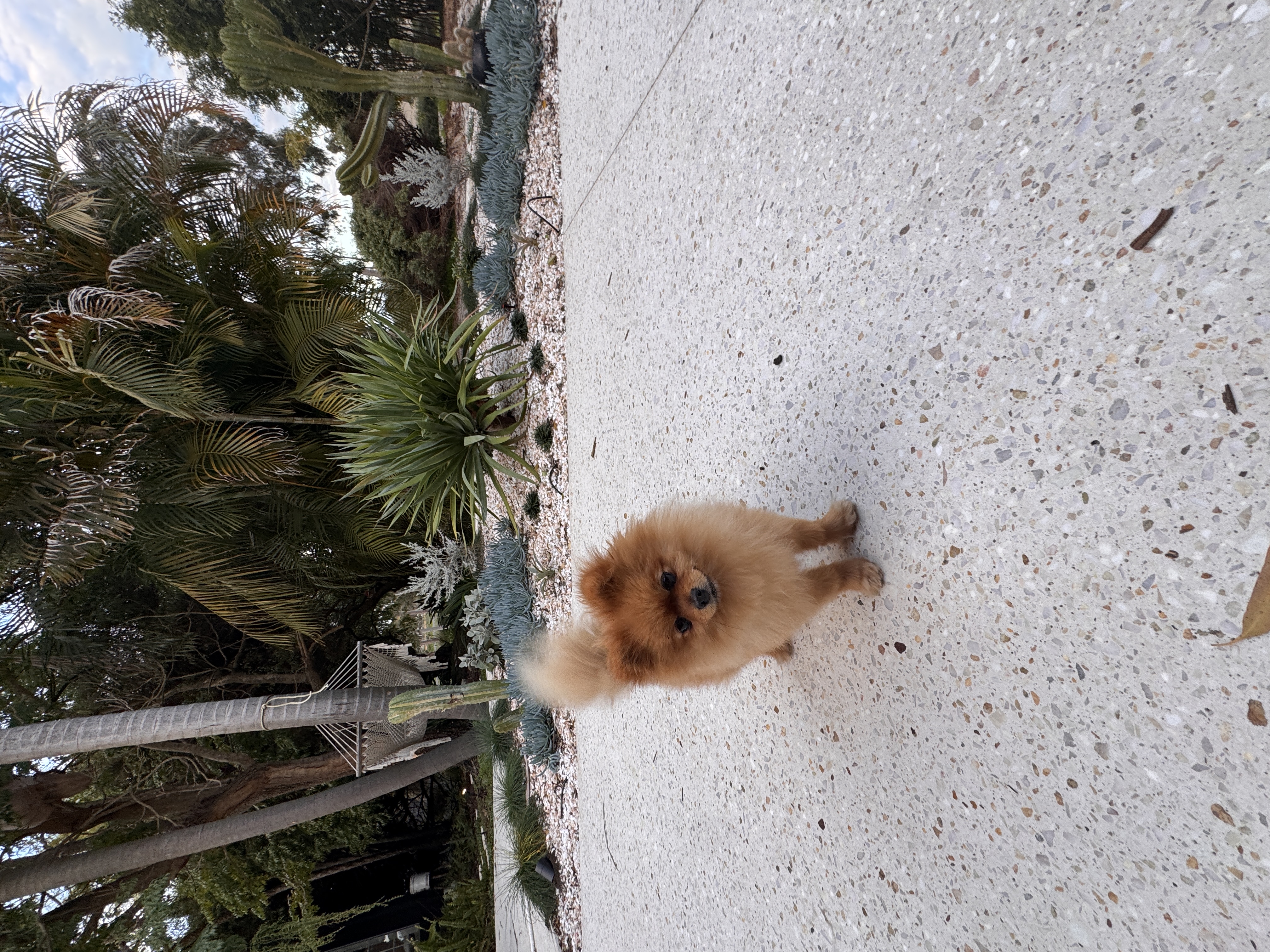 Teddy bear faced pomeranians due 7 November — photo 1