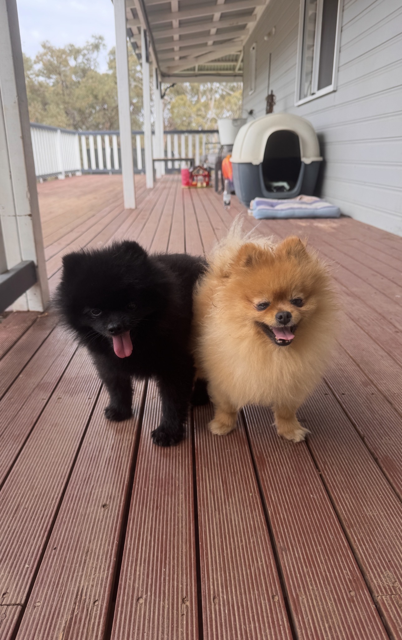 Teddy bear faced pomeranians due 7 November — photo 2