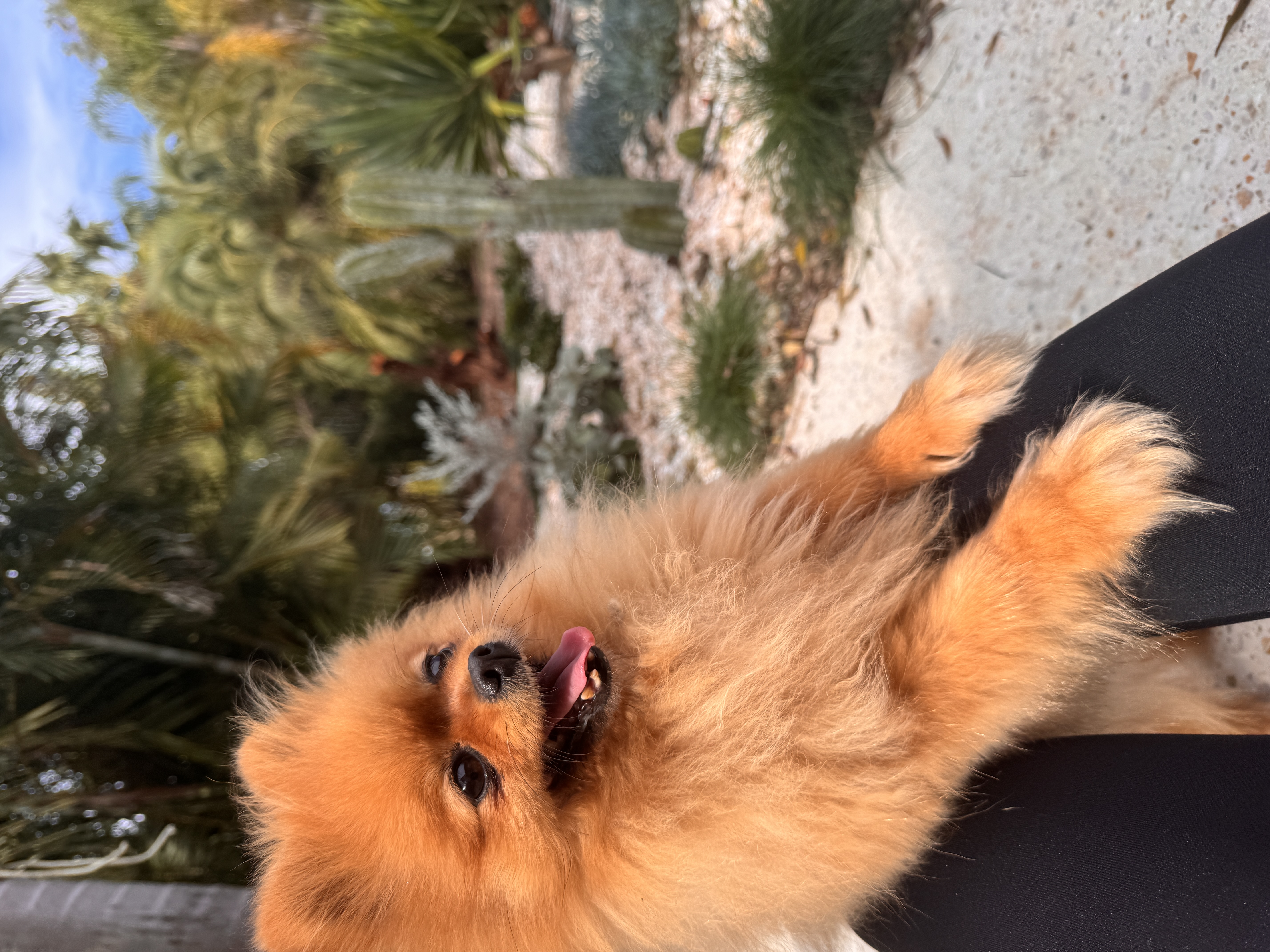 Teddy bear faced pomeranians due 7 November — photo 3