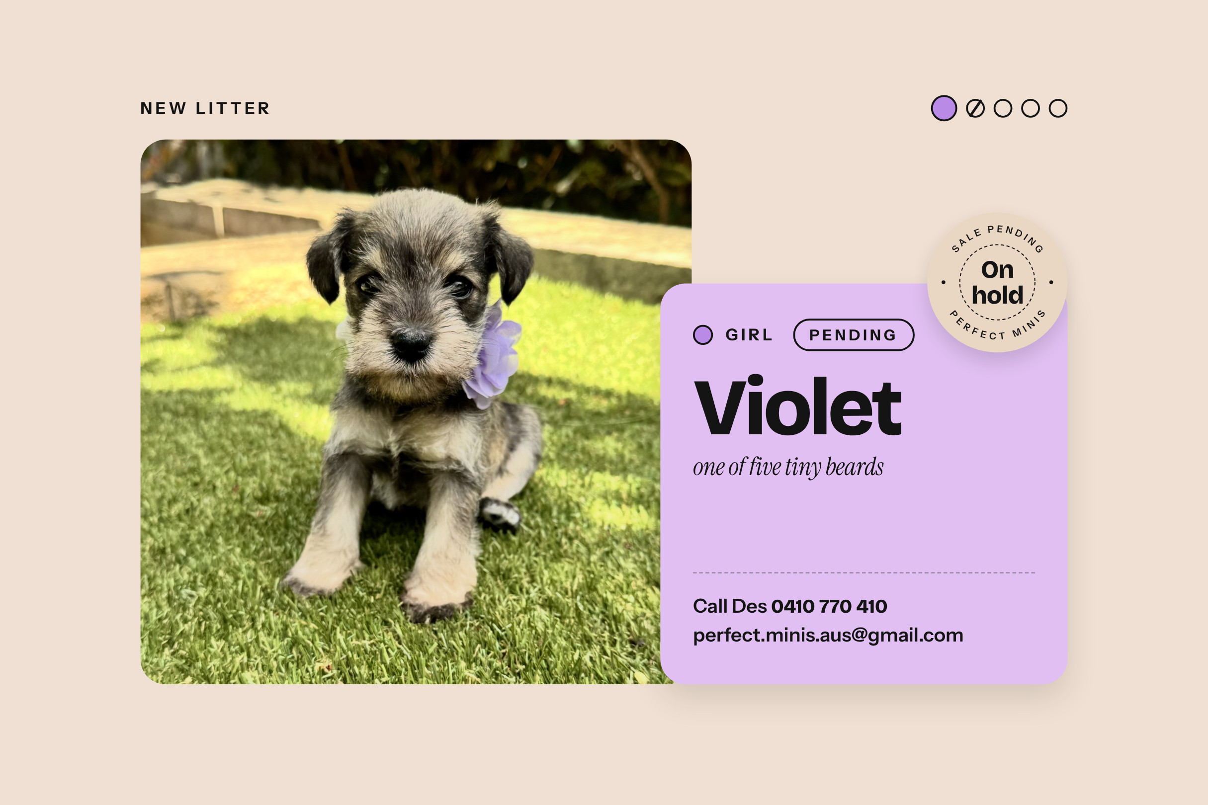 Miniature Schnauzer Puppies | Brisbane, QLD