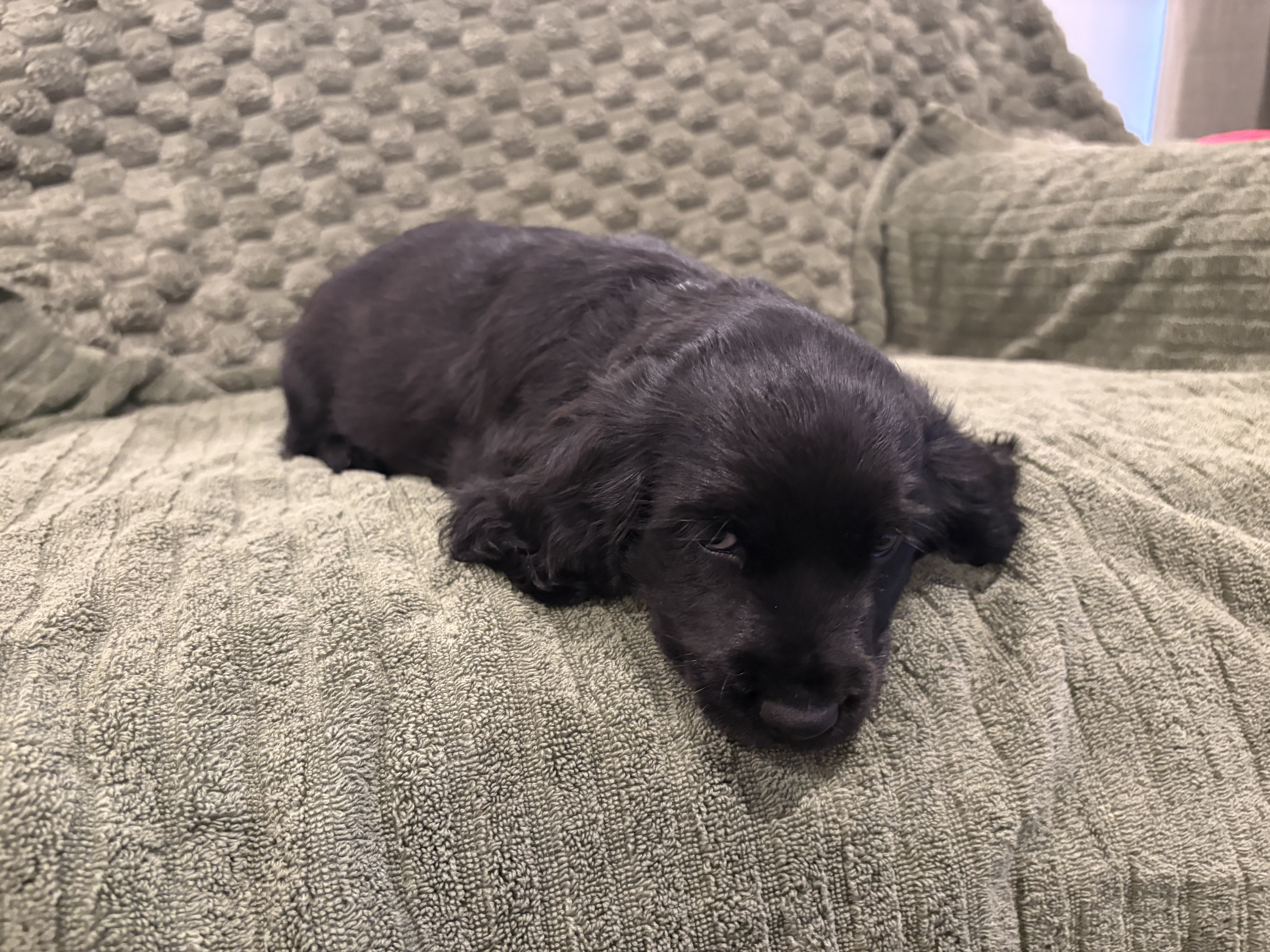 Cocker spaniel x King Charles caviller x mini dachshund — photo 2