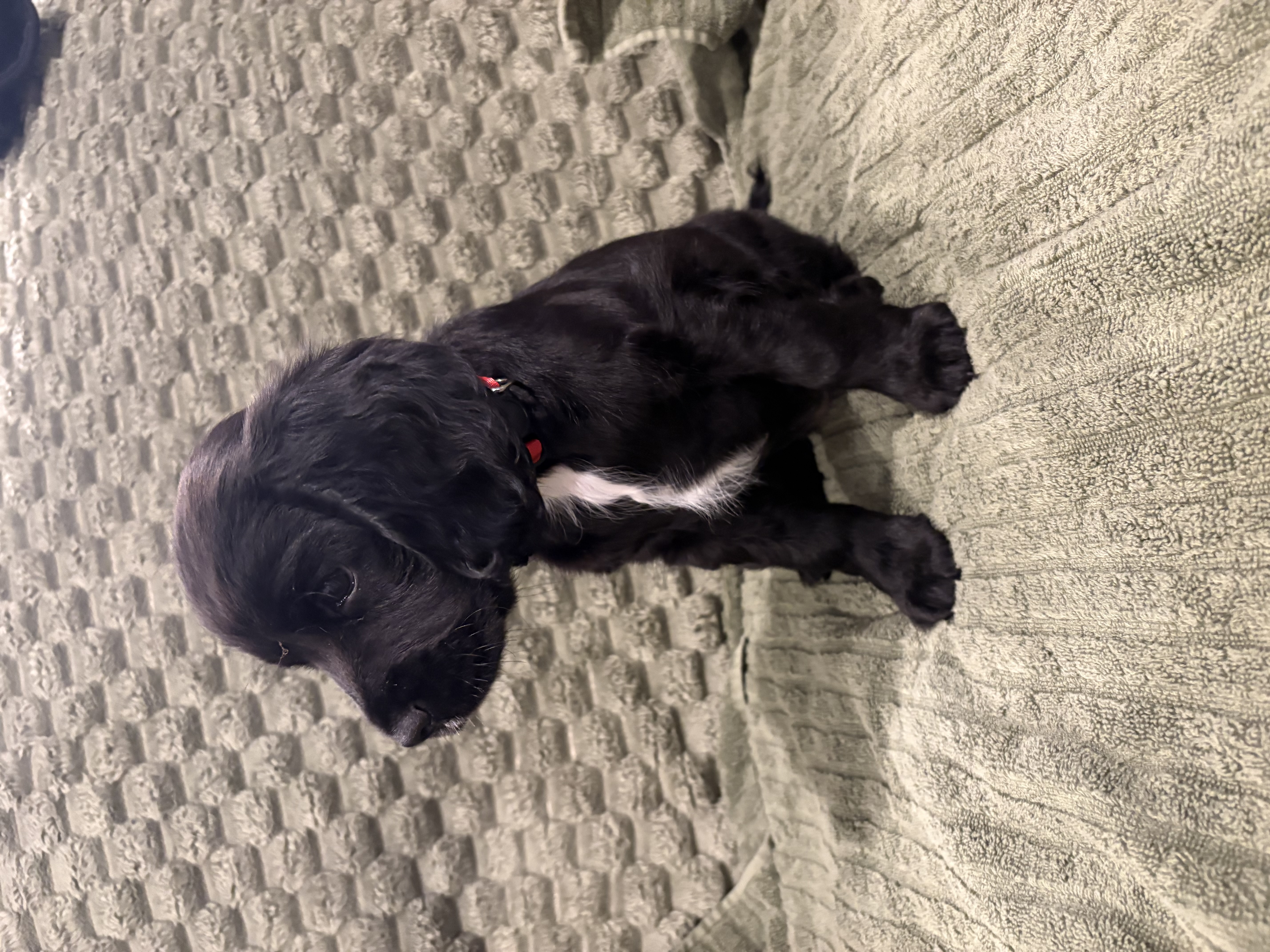 Cocker spaniel x King Charles caviller x mini dachshund