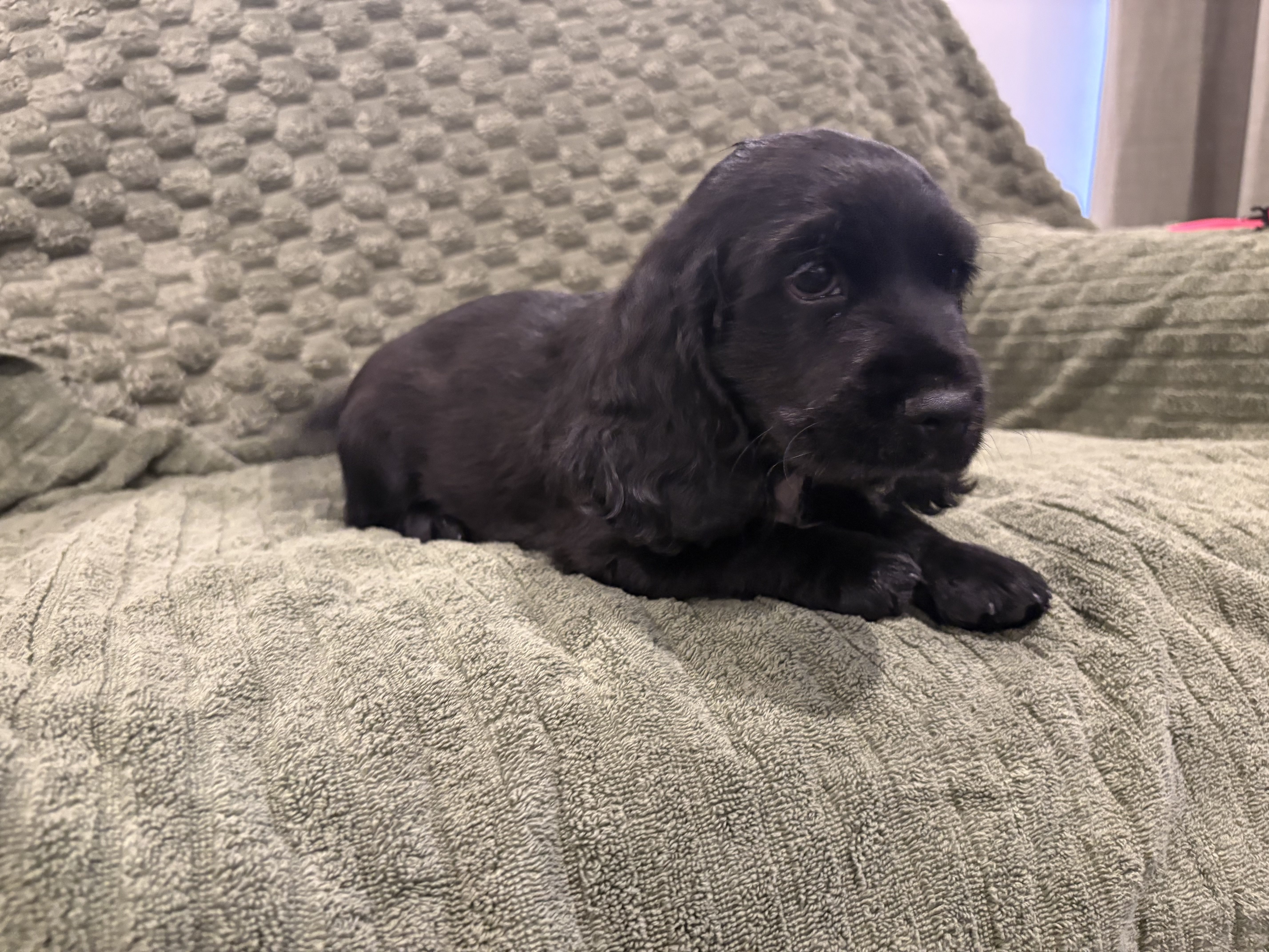 Cocker spaniel x King Charles caviller x mini dachshund — photo 3