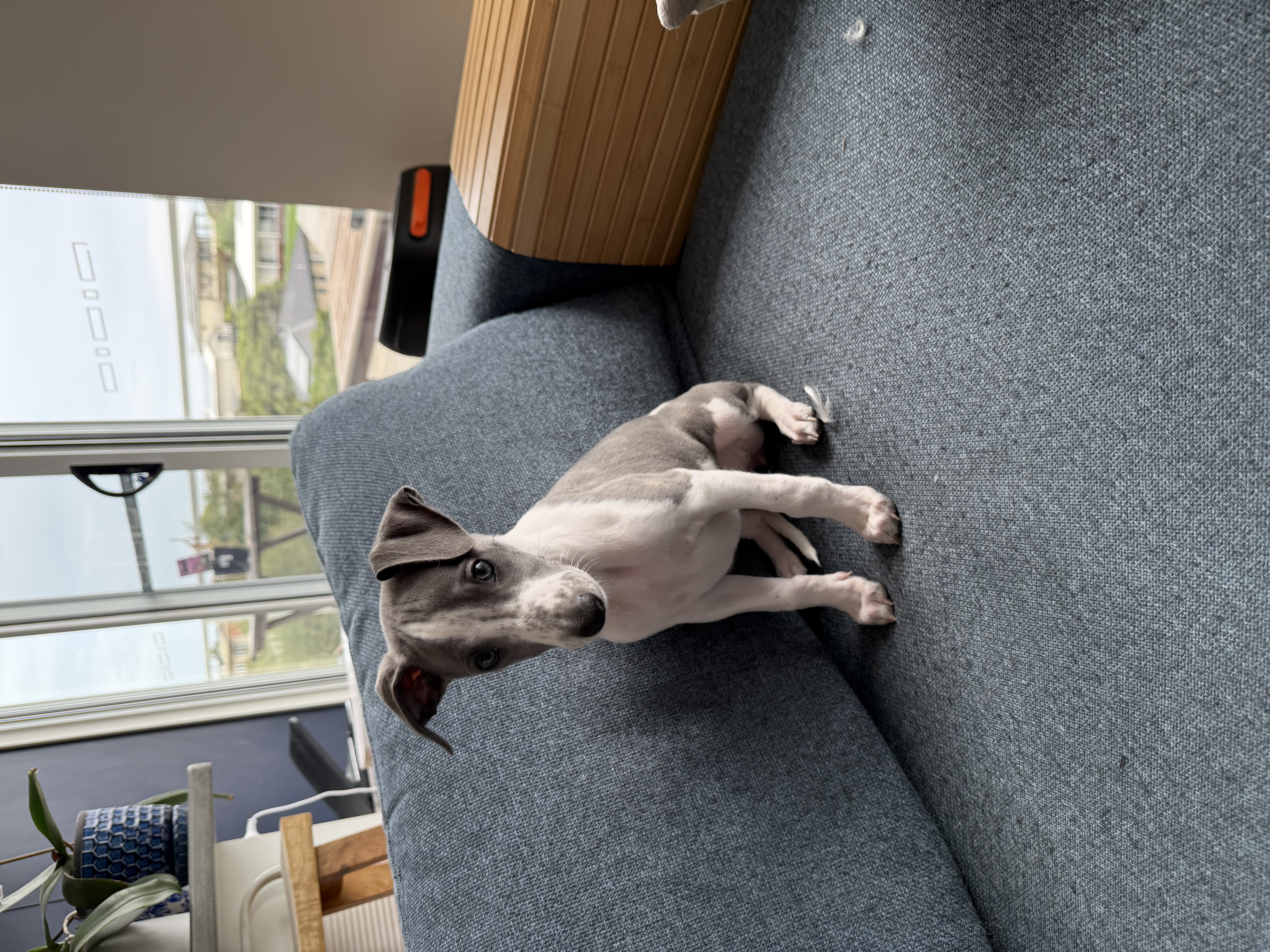Purebred Whippet Puppies — photo 1