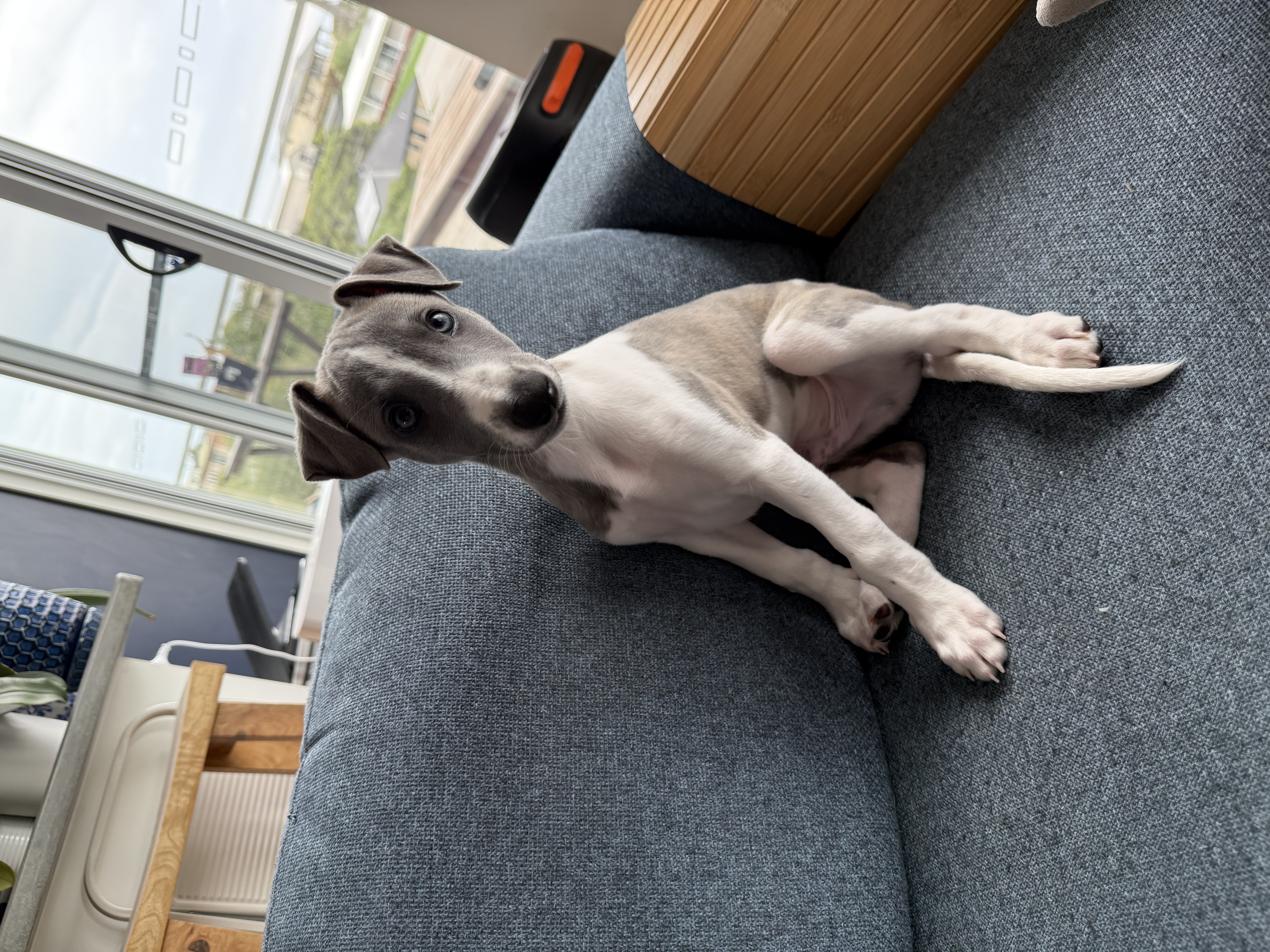 Purebred Whippet Puppies — photo 2