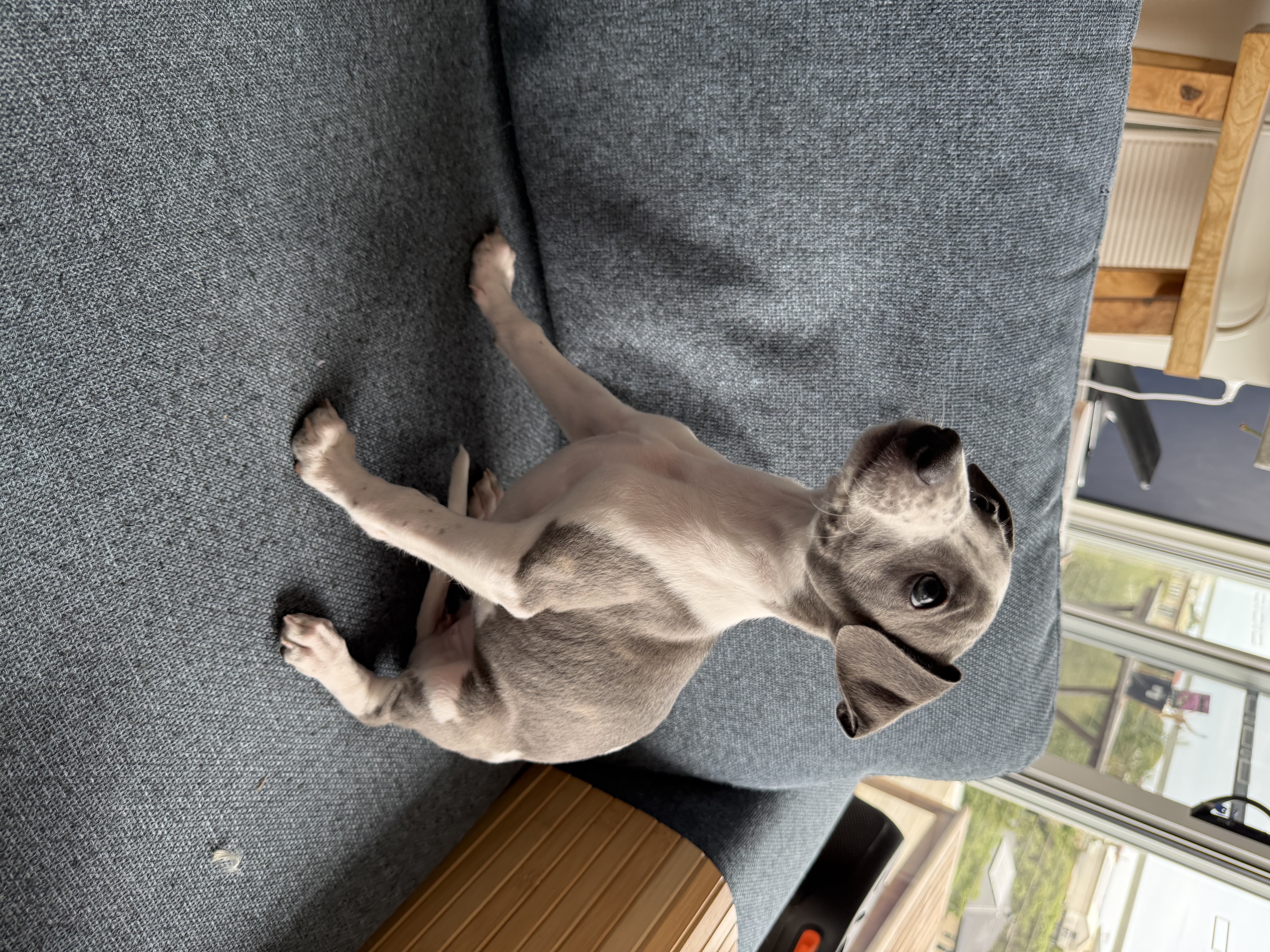 Purebred Whippet Puppies — photo 3