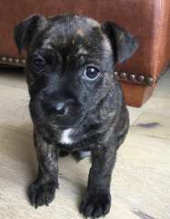 English Staffy puppies looking for new home (20/September)