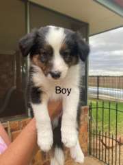 Purebred Border Collie Puppies