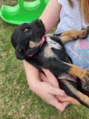 Kelpie X Pups