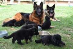Gorgeous German Shepherd Puppies - Your Next Loyal Companion