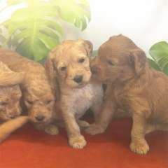 F1B Standard Groodle Puppies (x10) for Sale