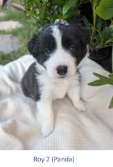 Pure Pedigree Border Collie Puppies