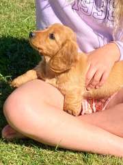 Mini Dachshund - long and short haired puppies 