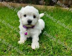 Pedigree Bichon Frise