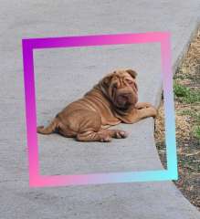 Shar pei 