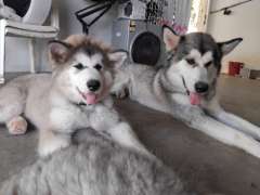 Alaskan Malamutes