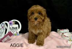 CAVOODLE PUPPIES