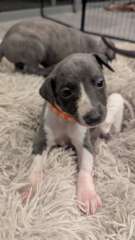 Purebred Whippet Puppies
