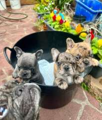 French Bulldog x Pug Puppies