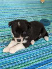 6 Cute Border Collie Pups