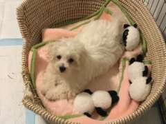 MALTESE Puppy PURE BRED x 1Male16 weeks old. PRICE REDUCED